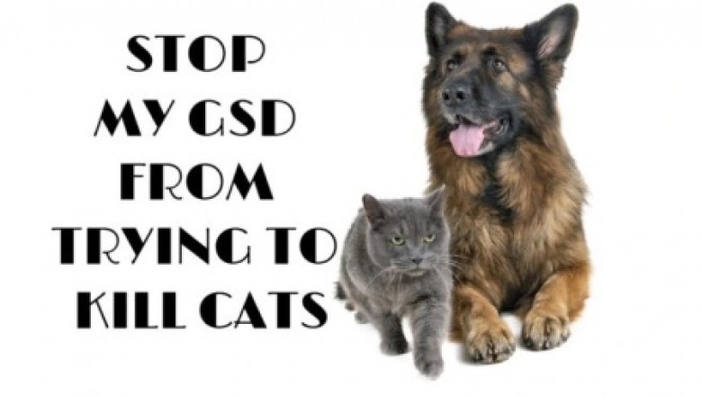 German Shepherd Dog History and Traits