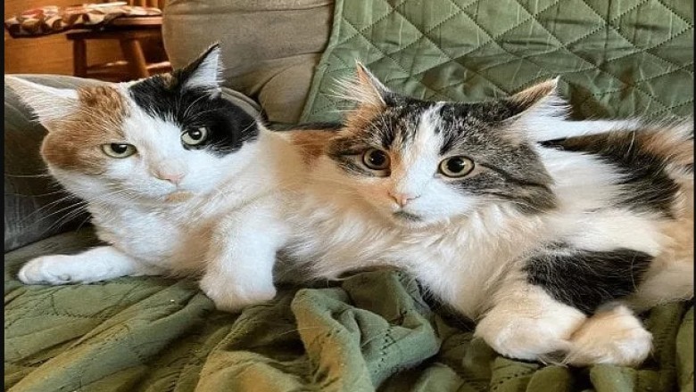 Cat Names - The best way to Pick the top Name For your Cat