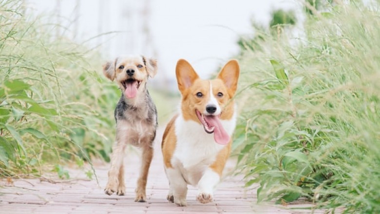 Knowing How and Where to Find the Right Pet Warehouse