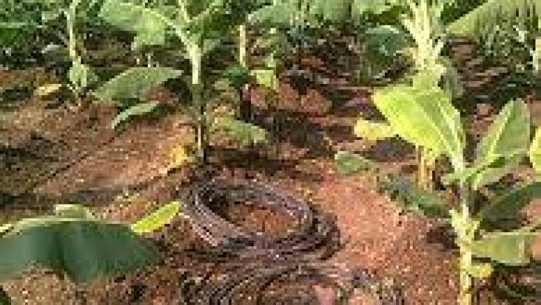 Drip Irrigation Market Size, What Everyone Must Know About in 2020?