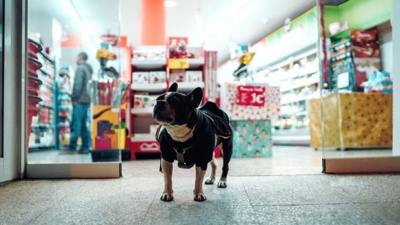 Reasons for Which You Should Buy Supplies from an Online Pet Store!