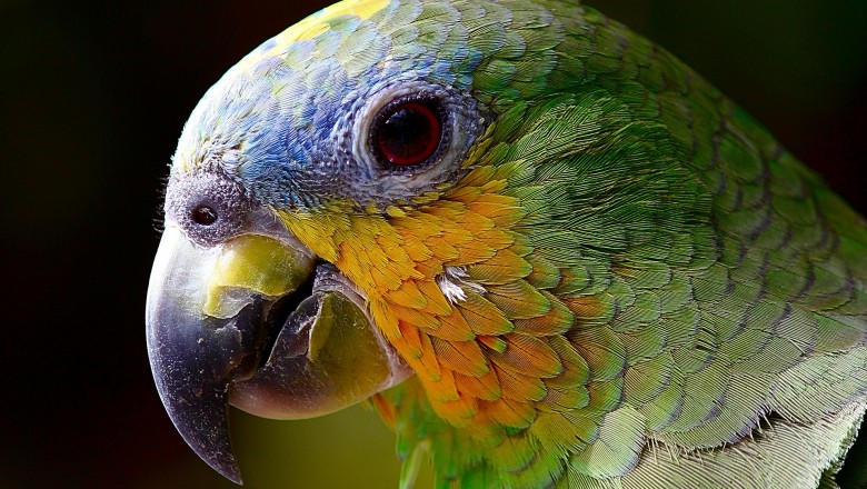 Bird and Exotics pet, Mammals veterinary specialist Clinic Singapore