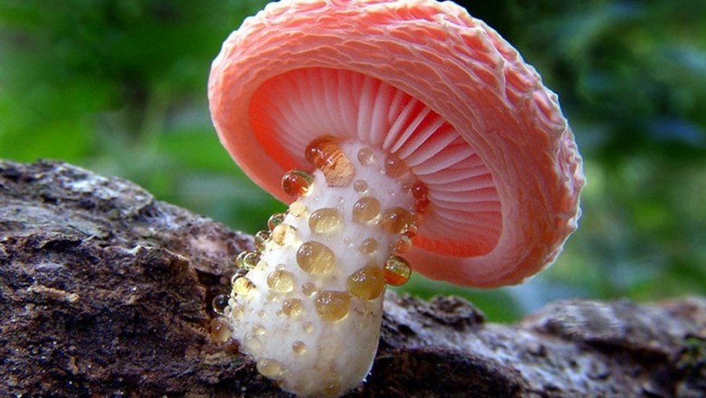 How to Eat Mushrooms