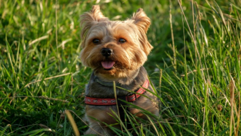 HOW TO STOP PUPPIES FROM BITING