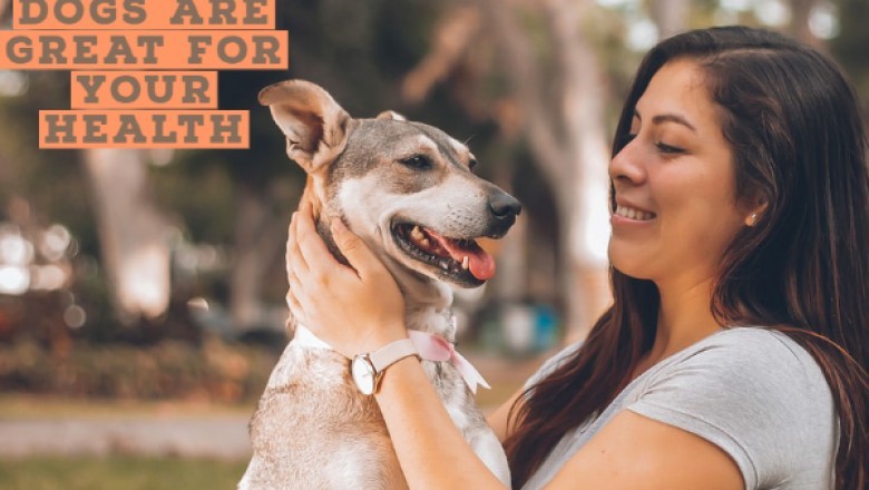 Web MD For Dogs