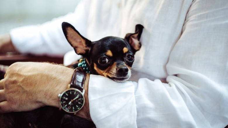 What to Expect from Pet Warehouse?