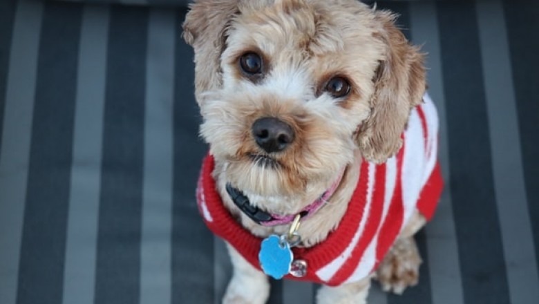 Why Should You Buy Meals For Mutts?