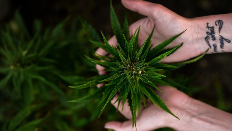 How Does The Body Process CBD?