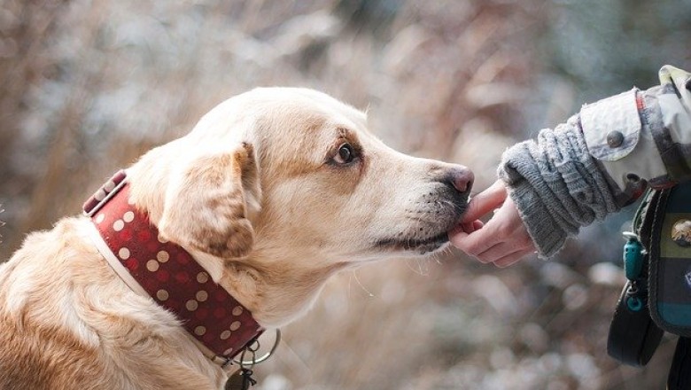 Benefits of Beef Ears for dogs
