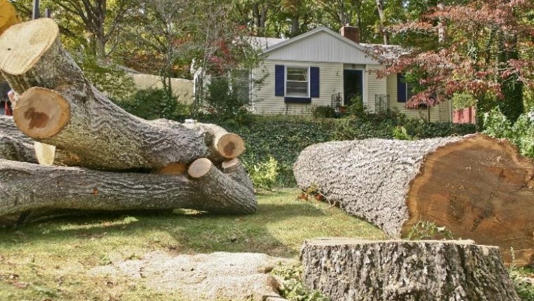Affordable Tree Service Pros of South Miami Heights