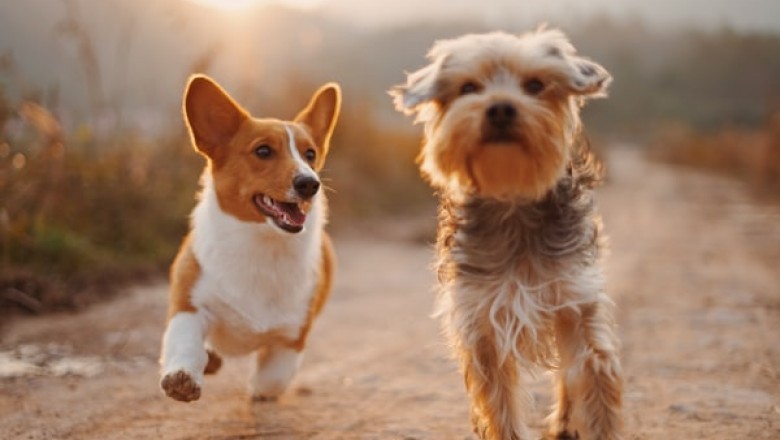 How Should You Buy Pet Supplies?