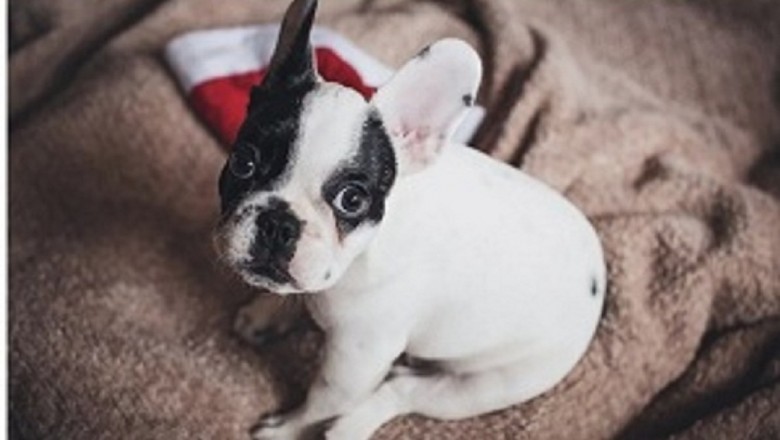 Licensed veterinary acupuncture