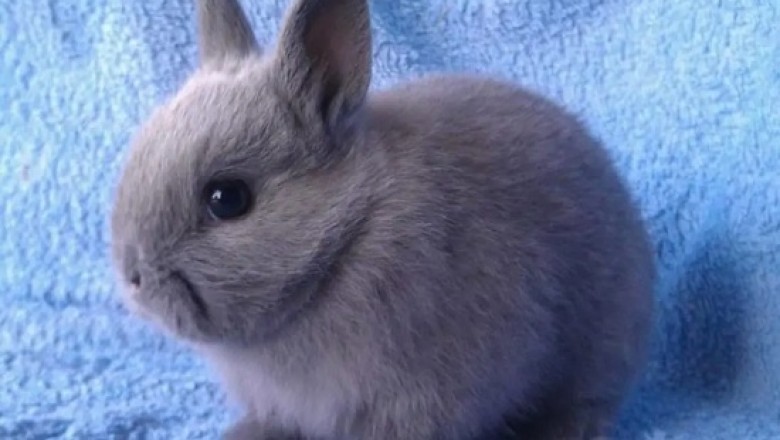 Netherland Dwarf Rabbits - Understanding Your Little Friend