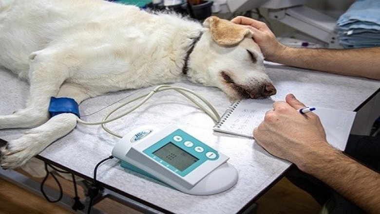 Veterinary Monitoring Equipment Market-Enabling Sound Health Monitoring of Veterinary Patients