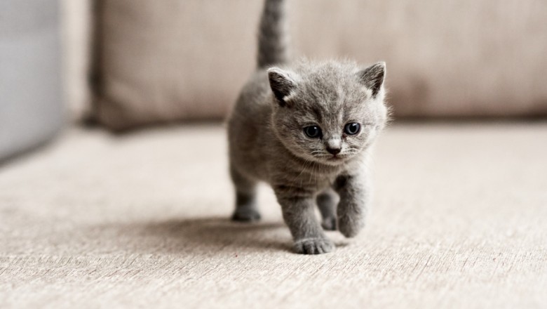 Is Your Cat Causing Problems? Try These Top Tips Today!