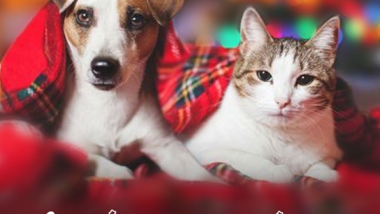Christmas Sale Starts Now !!! Shop Pet Supplies at 10% + FREE SHIPPING