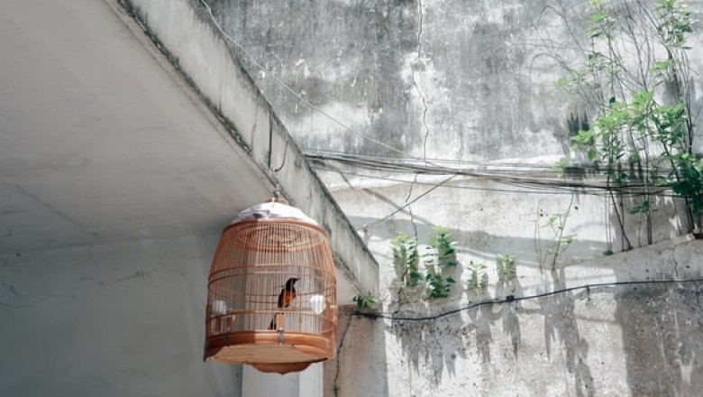 How to Choose the Right Bird Cages