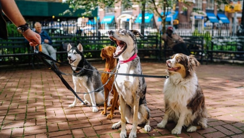 Reasons to Buy Pet Supplies Online