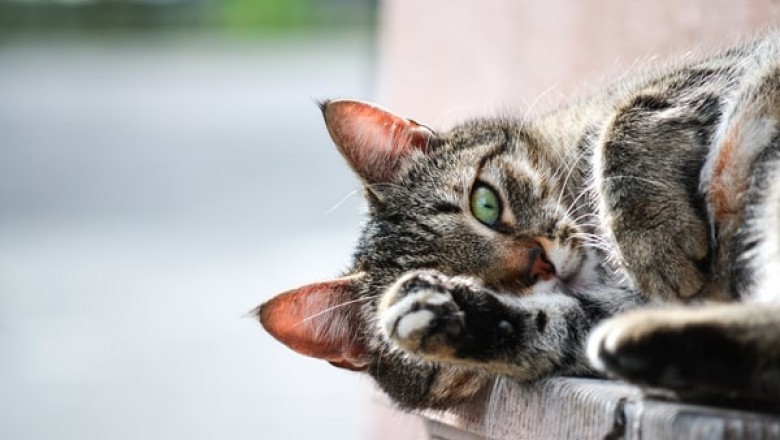 The Benefits of an Online Pet Store
