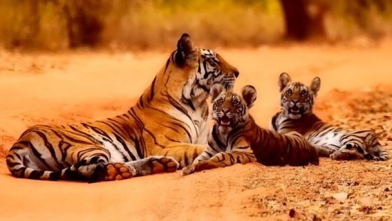 Tiger Reserve