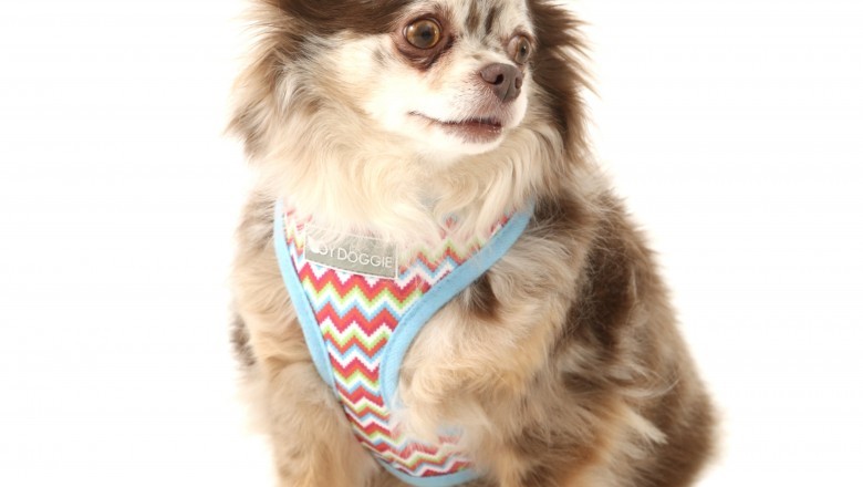 Shop for Beautiful Dog Accessories Online at the Best Prices