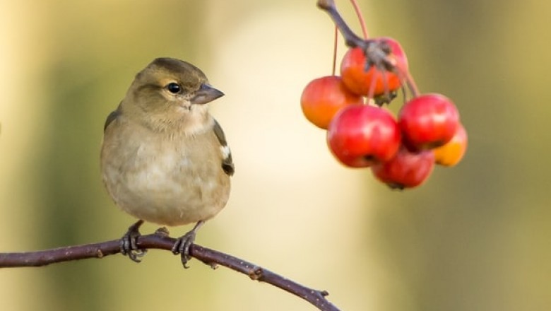 How to Make Sure That You Are Buying the Right Bird Food for Your Feathered Friend?