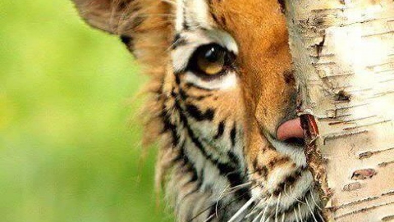 It’s Time to Explore all the Buffer Zones of Ranthambore National Park