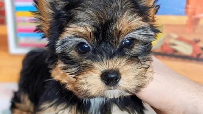 Dogs and Puppies
