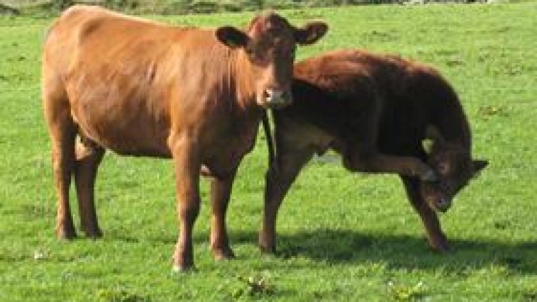 Mineral Supplements For Sheep