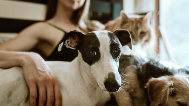 What Is the Best Method You Can Use to Buy Pet Supplies Sydney?