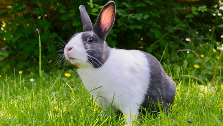 Essential Supplies Like Dog Clippers That Your Rabbit Needs!