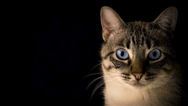 Not all Cat Litter Crystals and Scratching Posts Will Stop Your Cat from Destroying Your House!