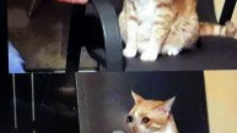 Cat meme generator