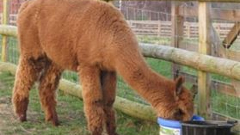sheep mineral drench