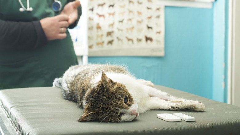 The Basic Guide: To Raise A Confident Cat