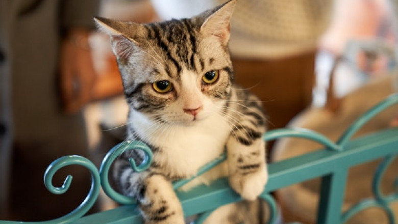 Why Should any Cat Owner Get a Cat Scratching Post?