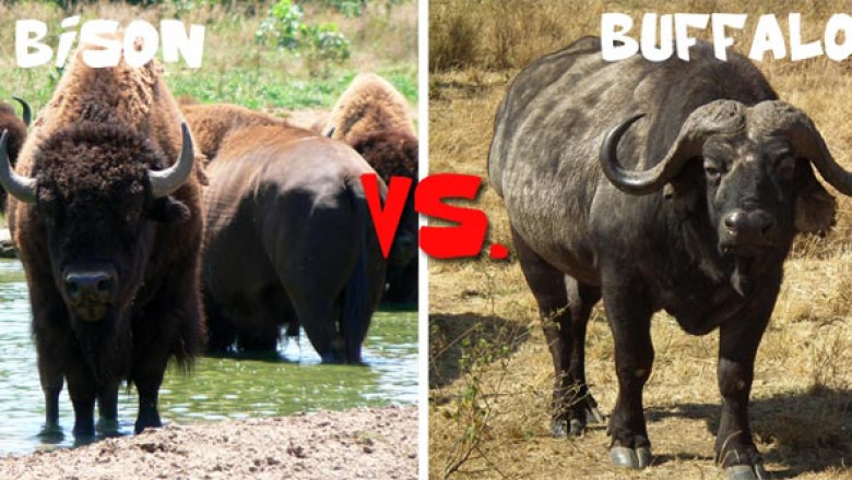 Bison Vs Buffalo: Is There A Difference?