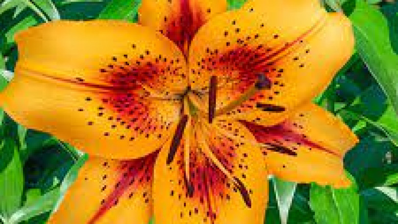 Erotic Services in Burnaby | Erotic Services in Burnaby