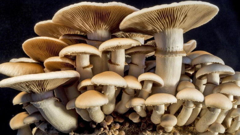 8 TIPS FOR TAKING MAGIC MUSHROOMS: A GUIDE FOR BEGINNERS