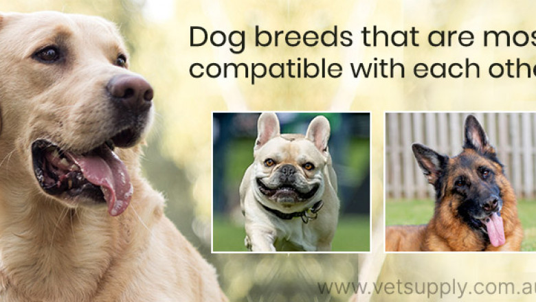 Dog breeds that are most compatible with each other