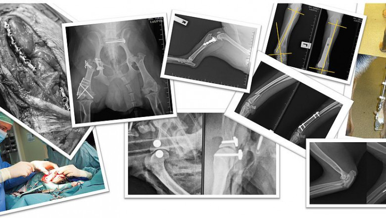 For Veterinarians | Pet orthopedic treatment Singapore