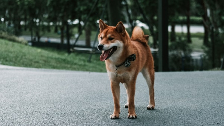 What Are the Differences Between Biopet Vegan Dog Food and Meat-Based Alternatives?