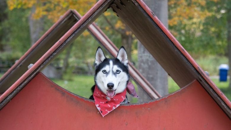 What Is the Proper Usage for Dog Cages and Crates?