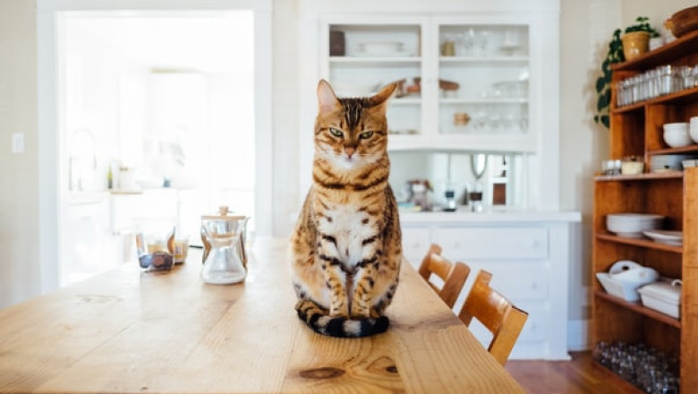 Why Does Your Cat Not Use the Cat Scratching Post?