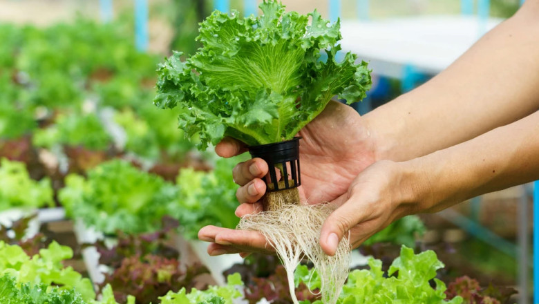 Hydroponics: A Novel Horticulture Method Helping Increasing Production up 3-10 times in Limited Space