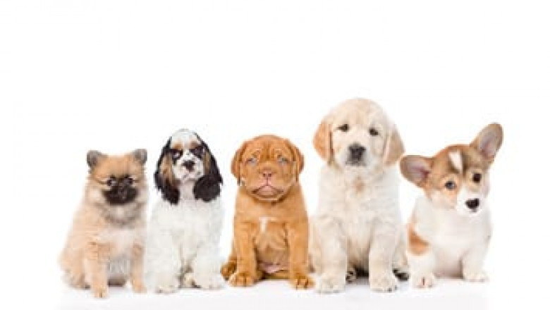 Zaragoza-anuncios clasificados de animales en venta, productos, alimentos, juguetes y accesorios-mascotas