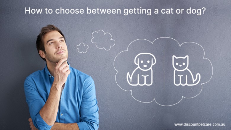 How to choose between getting a cat or dog? - DiscountPetCare