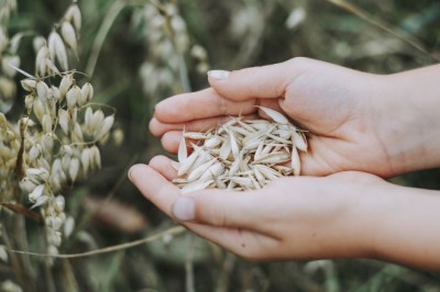 Oats Market - Global Industry Analysis 2026