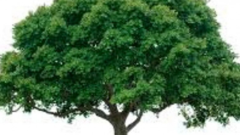 Mandeville Tree Removal | Acadian Tree and Stump Removal Service