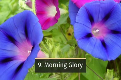 Houseplant that are dangerous of your pet